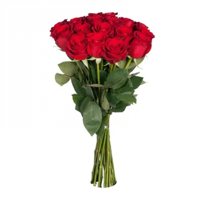 Красивые розы - картинка среднего размера, png формат