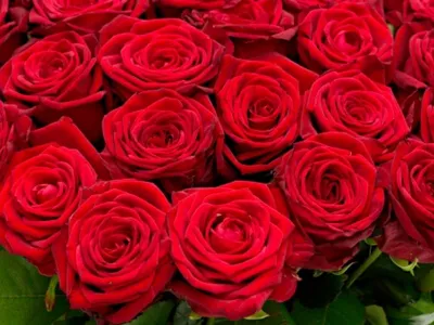 Уникальные фото роз, доступные для скачивания