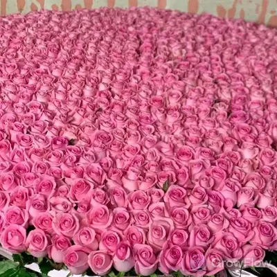 Превосходные фото роз с возможностью выбора формата
