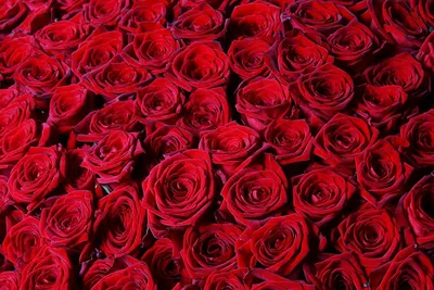 Фото прекрасных роз для вашего выбора