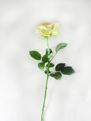 Фотографии прекрасных роз: 10001 фотография для скачивания