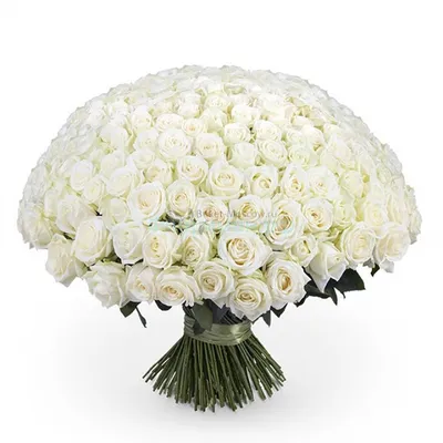 Изображение 101 белой розы в формате webp - средний размер
