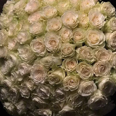 Фотография 101 белой розы на темном фоне