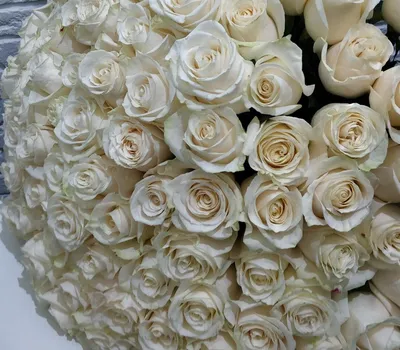 Фотка 101 белой розы со специальными эффектами