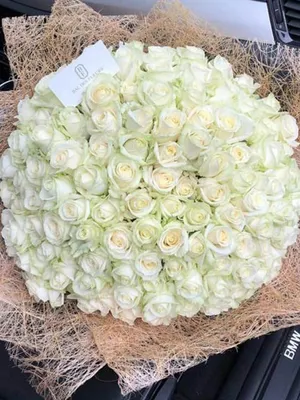 Фото 101 белых роз на фоне зеленых листьев