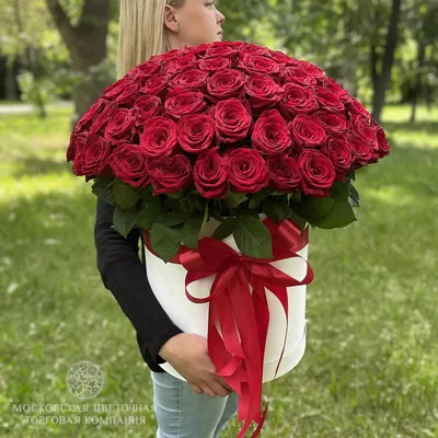 Великолепные фотки красных роз
