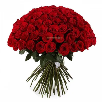 Впечатляющие фото красных роз