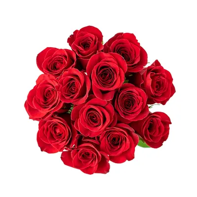 Фото роз разных цветов и оттенков для любителей роз