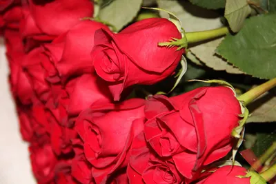 Удивительная фотография розы для скачивания в png формате