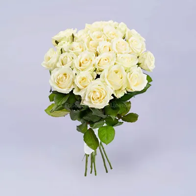 Фото розы с возможностью выбора формата и качества изображения