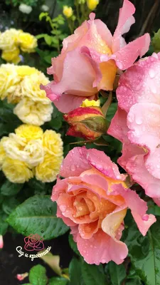 Фото с букетом из 20 роз с выбором формата загрузки