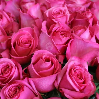 Прекрасные розы: выберите формат webp и получите уникальные фотографии