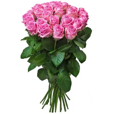 Фотографии роз: насладитесь красивыми картинками 23 роз в формате jpg