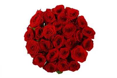 Фото розы 25 роз 70 см: выберите предпочтительный размер