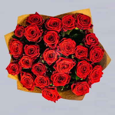 Фото роз 27 роз доступно в различных форматах и размерах