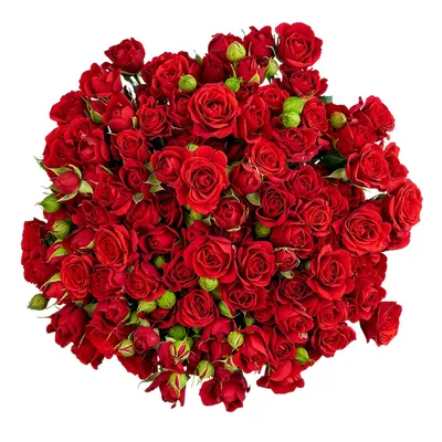 Фотка роз 27 роз в png формате с возможностью выбора размера