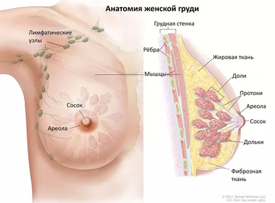 Эмоция в каждом пикселе: PNG фото 4 соска