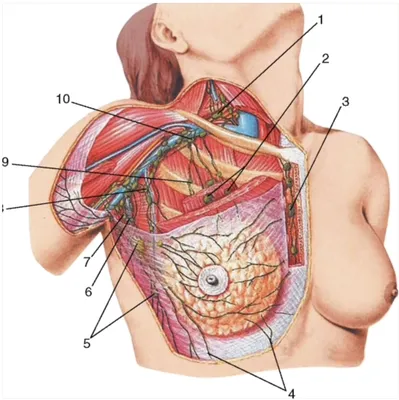 Интимные детали: Фотография 4 соска в PNG формате