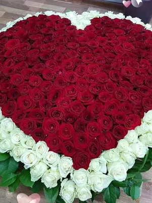 Фото 501 роза с прекрасными текстурами и узорами