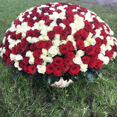 Фотография 501 роза в стиле макро с крупным планом