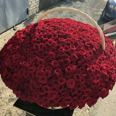 Фото 501 роза с пленкой и эффектом кинопленки
