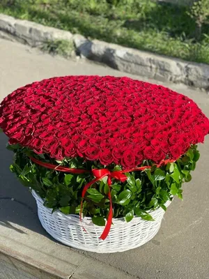 Прекрасная фотка 501 роза в высоком разрешении