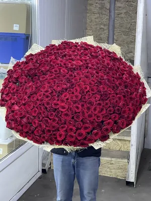 Великолепное изображение 501 роза с большим размером