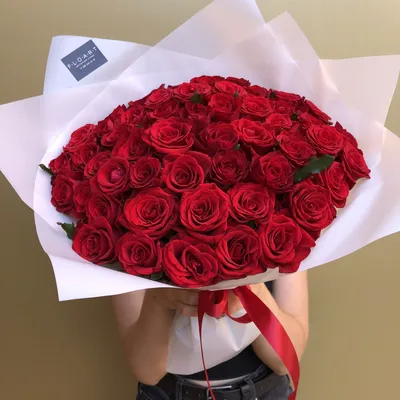 51 красная роза: Превосходное изображение розы