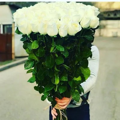 Розы 51 роза 80 см в формате jpg с высоким разрешением