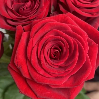 Картинка розы для скачивания в разных форматах и размерах