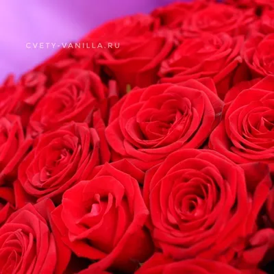 Фото розы с возможностью скачать в разных форматах