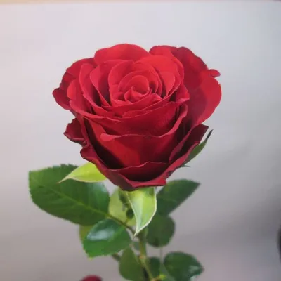 Фотография розы в различных размерах и вариантах
