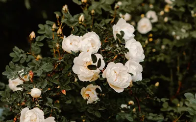 Уникальные фото розы с выбором формата и размера.