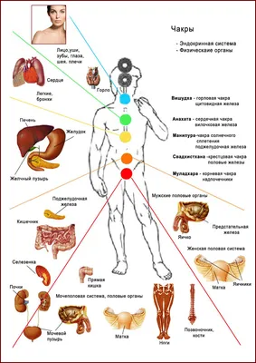 Живописные энергии: Картинка 7 чакр человека