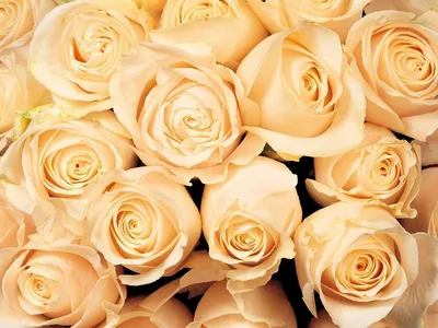 Великолепное изображение 71 роза для скачивания в png