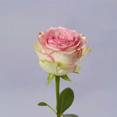 Качественная фотография 71 роза в формате webp