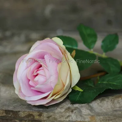 Красивая картинка 71 роза в формате png