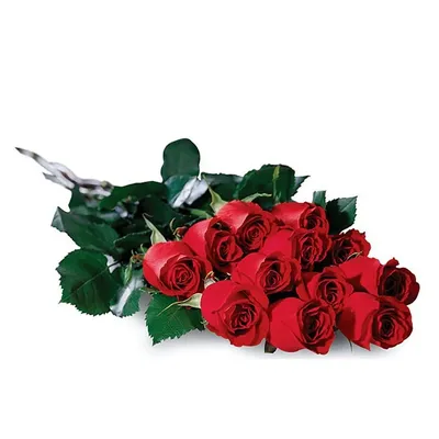 Удивительное изображение 71 роза для скачивания в webp