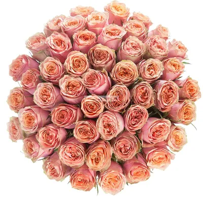 Элегантная фотография розы в формате webp