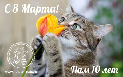 Фото с животными на 8 марта: выберите формат (JPG, PNG, WebP) и размер изображения