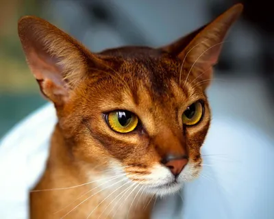 Абиссинская кошка  фото