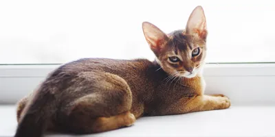 Уникальные фото абиссинских кошек в высоком разрешении