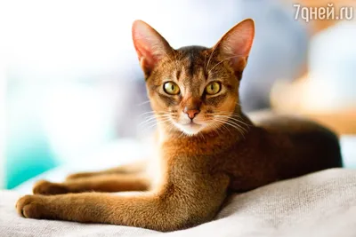 Изображения абиссинских кошек: выберите свой любимый формат