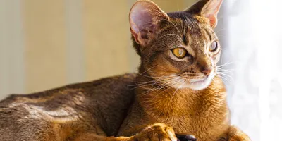 Фото абиссинских кошек: демонстрация уникальных черт породы