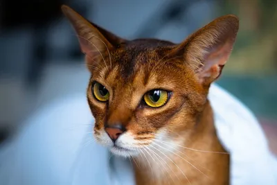 Фотографии абиссинских кошек: сохраните их в свою галерею