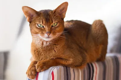 Абиссинские кошки на фото: выберите размер, который вам подходит