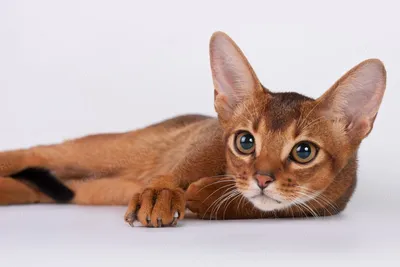 Изображения абиссинских кошек: прекрасное сочетание элегантности и силы