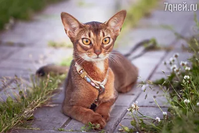 Абиссинская кошка: сохраните ее красоту на своем устройстве