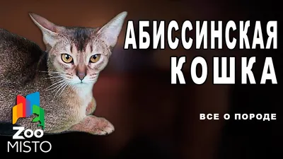Фото абиссинских кошек: выберите свой любимый формат и размер