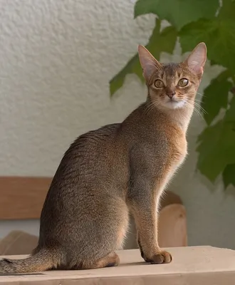 Абиссинская кошка: взгляд, который захватывает дух